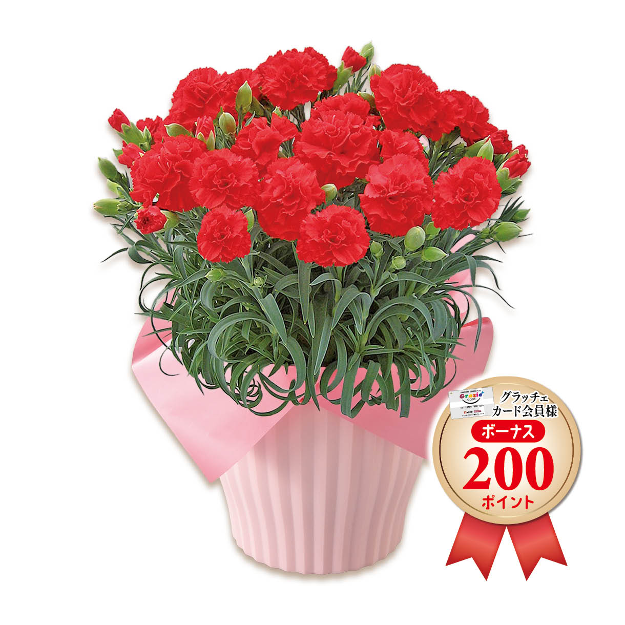 カーネーション（赤）