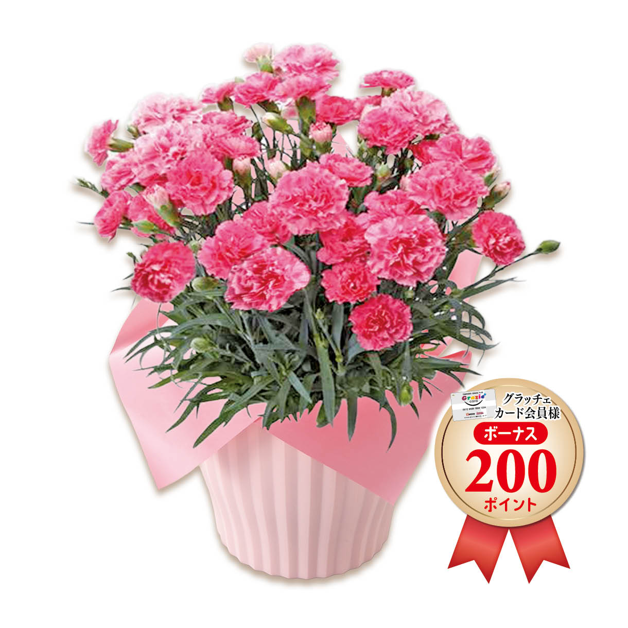 カーネーション（ピンク）