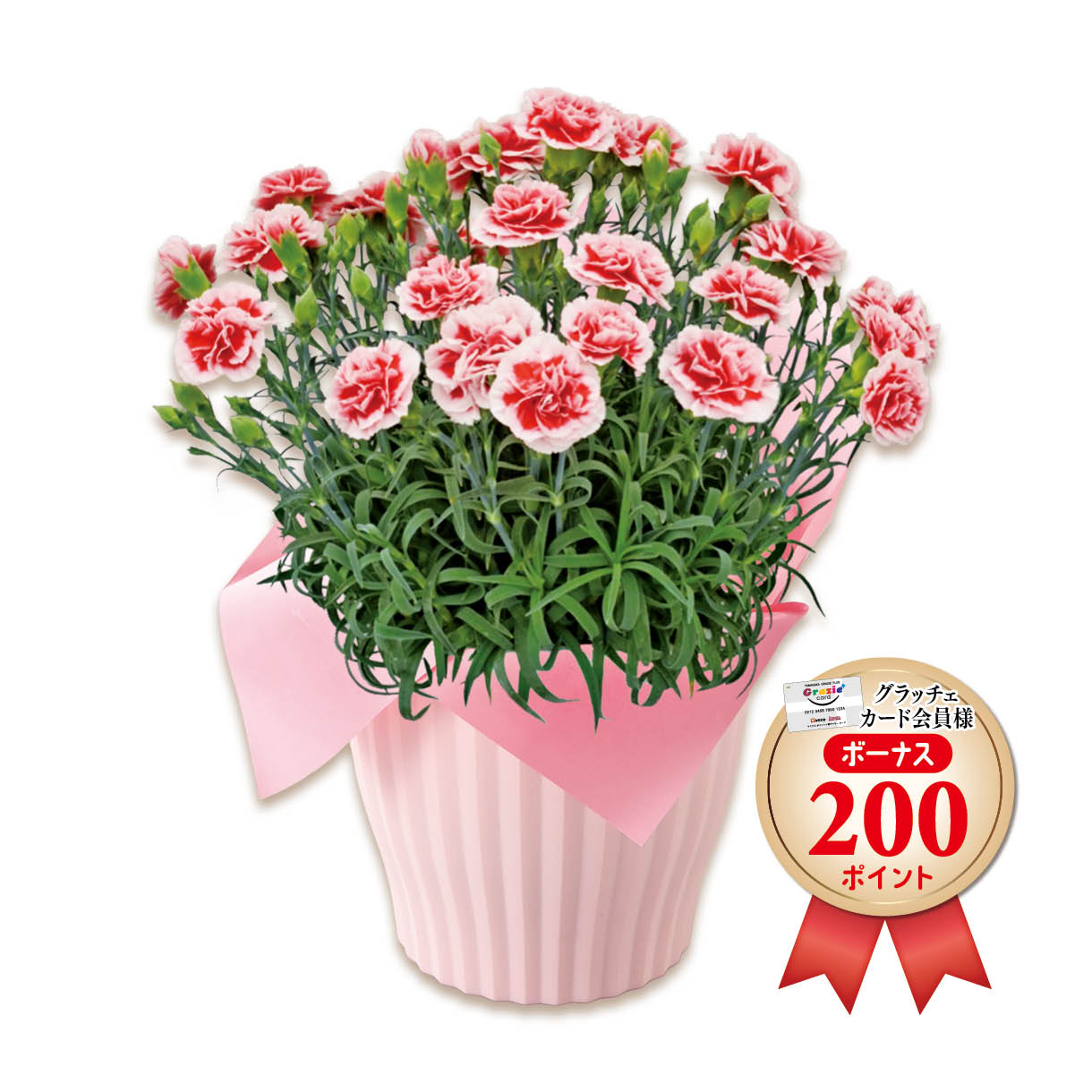 カーネーション（イチゴホイップ）