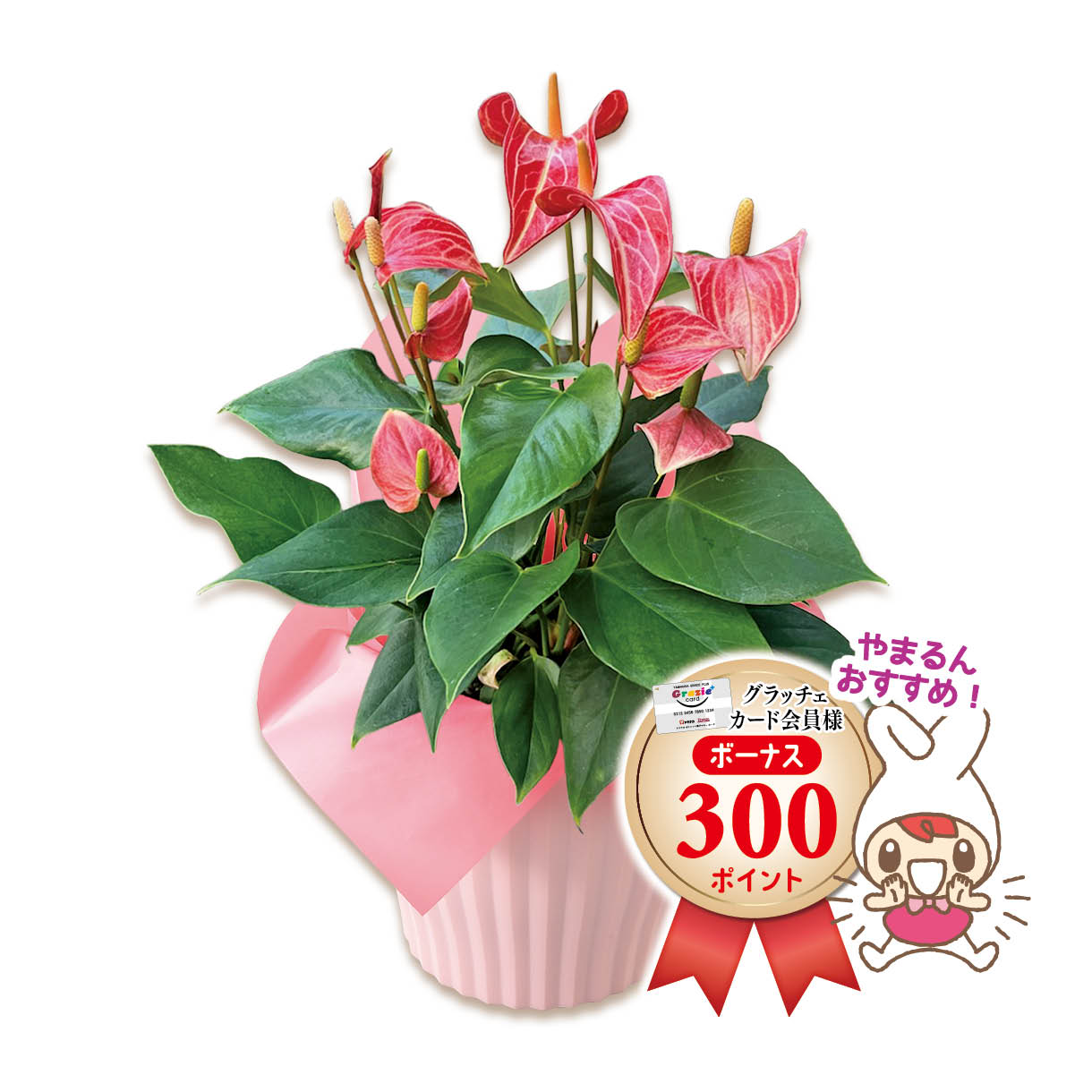 アンスリウム「リビウム レッドマイクロ」