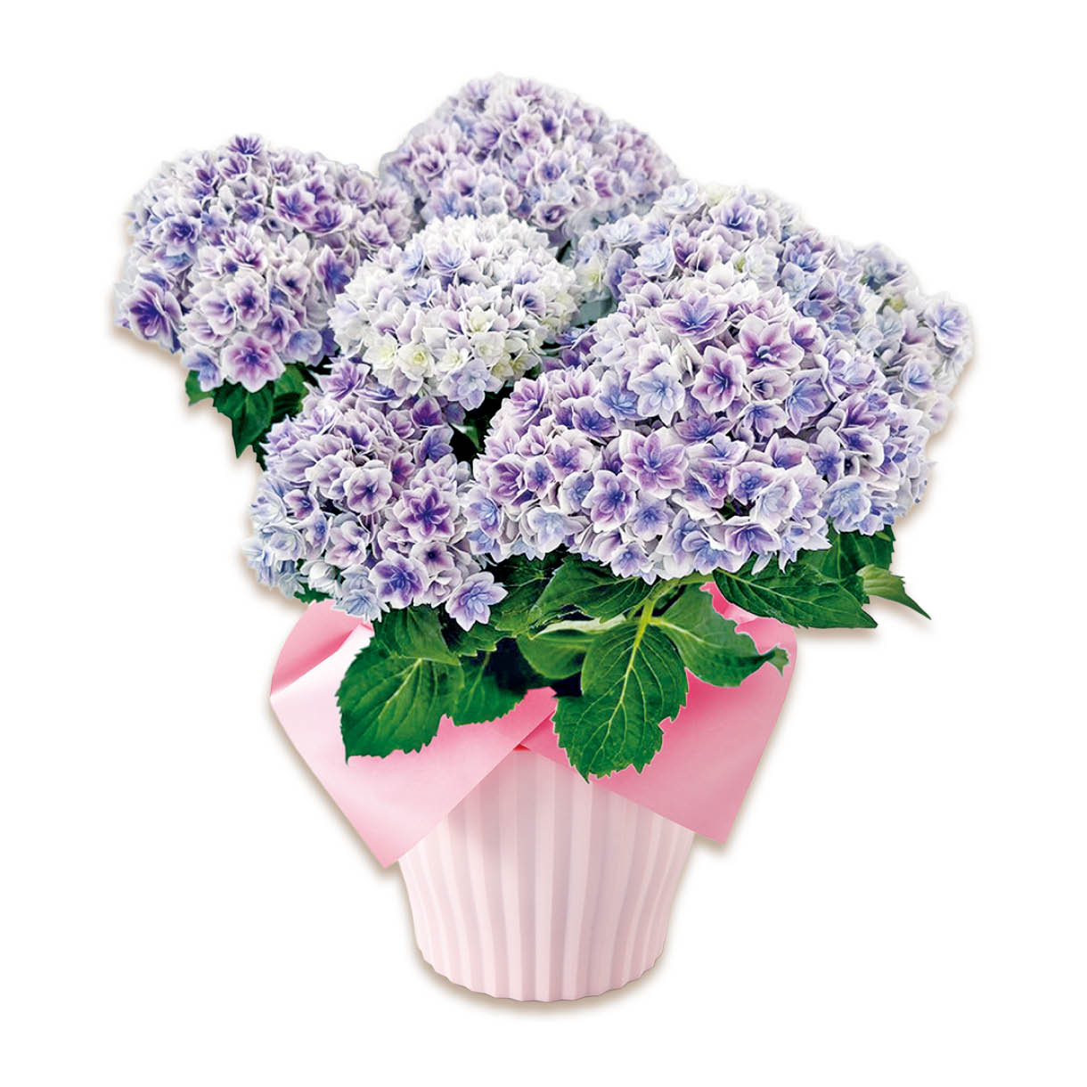 アジサイバスケット「プリンセスシャーロット」」