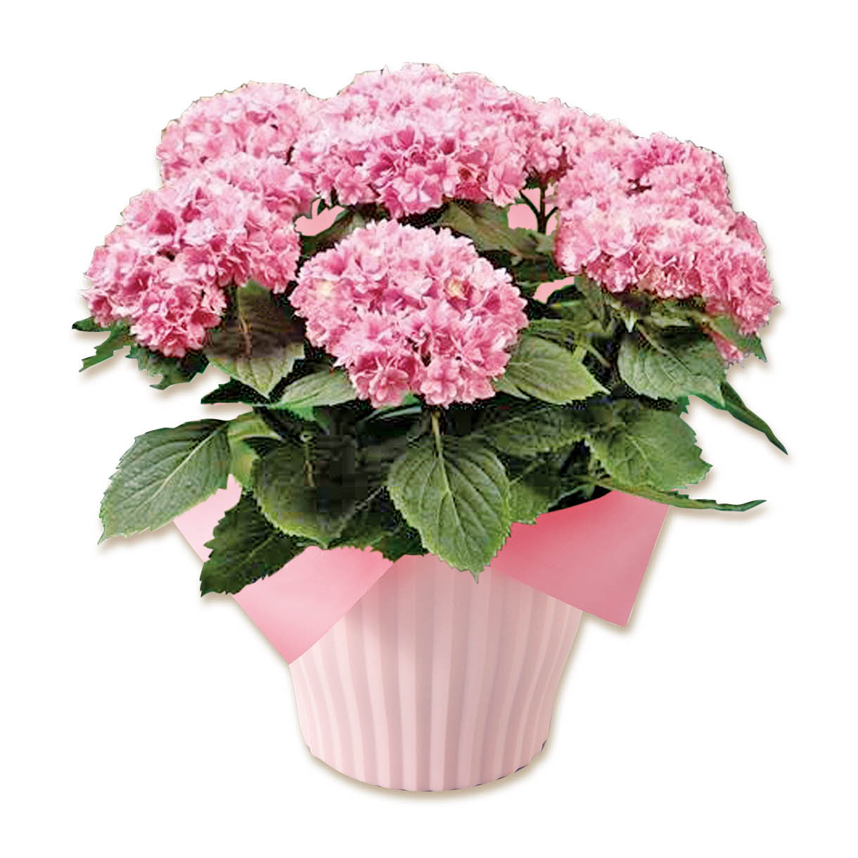 アジサイバスケット「トゥギャザー」