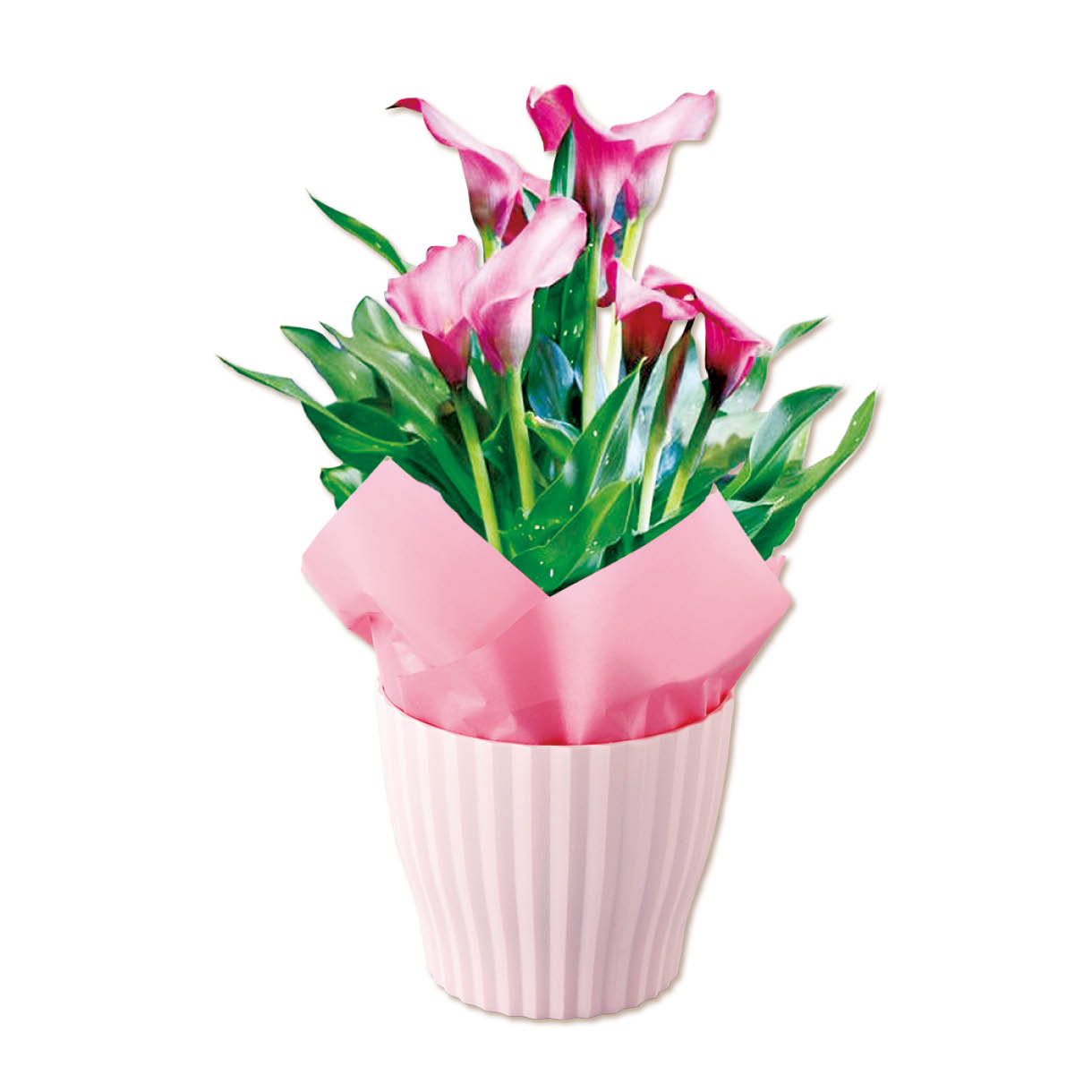 カラー（ピンク）