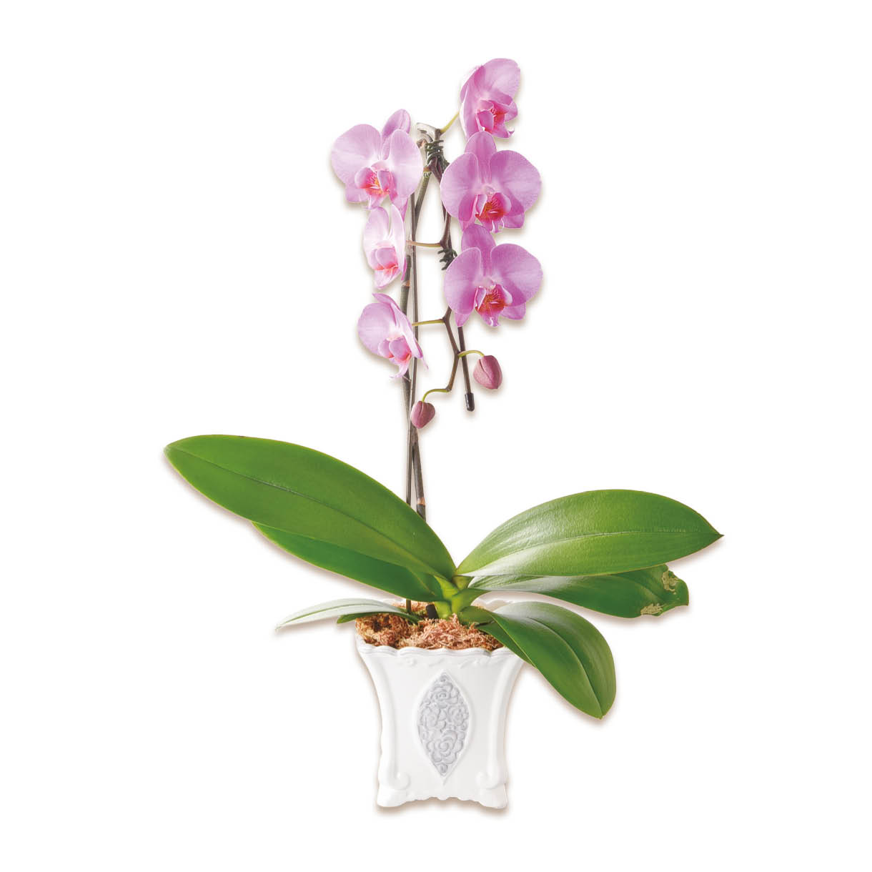 ミディ胡蝶蘭「モアグレース」