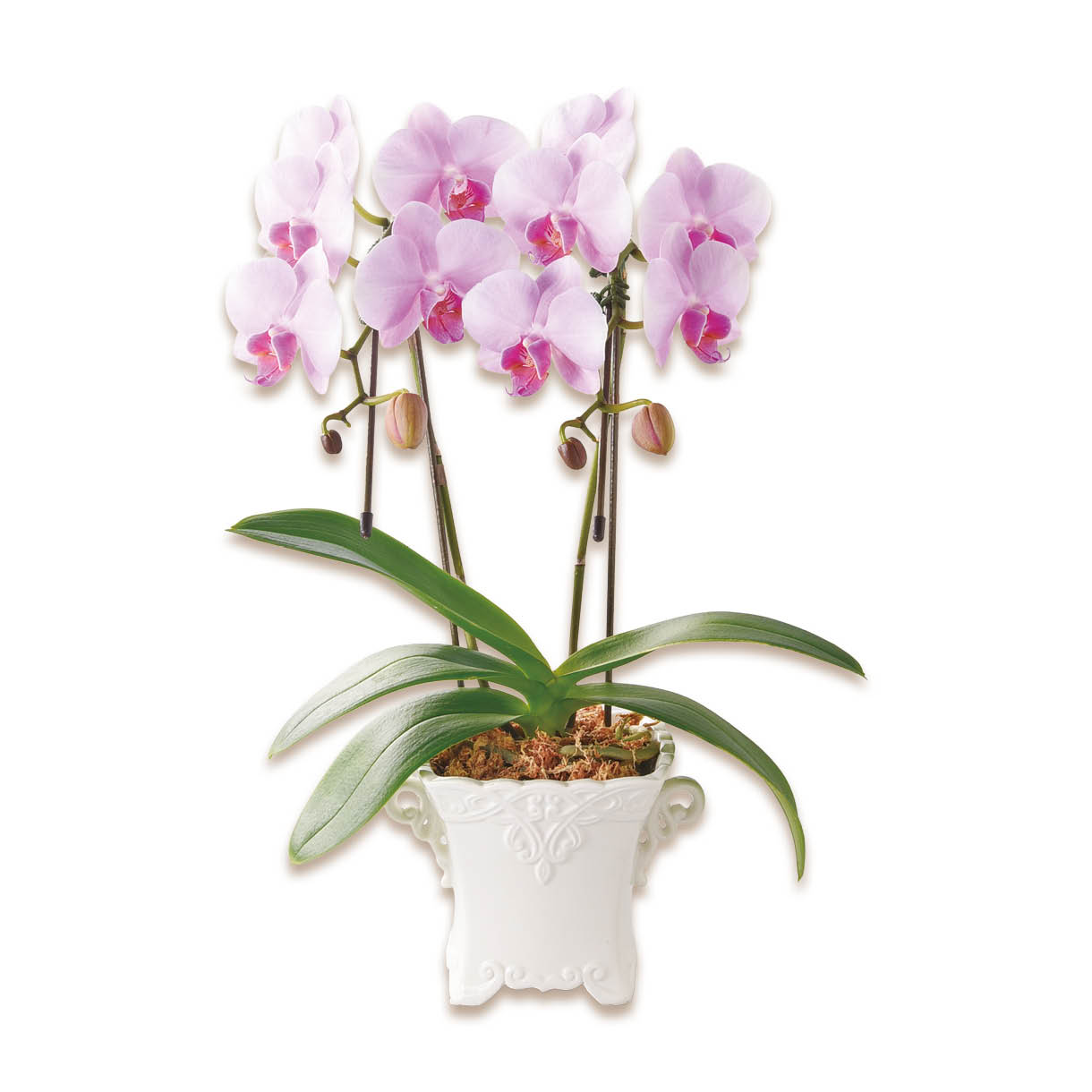 ミディ胡蝶蘭「ピンクジェシカ」