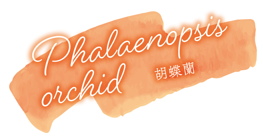 胡蝶蘭